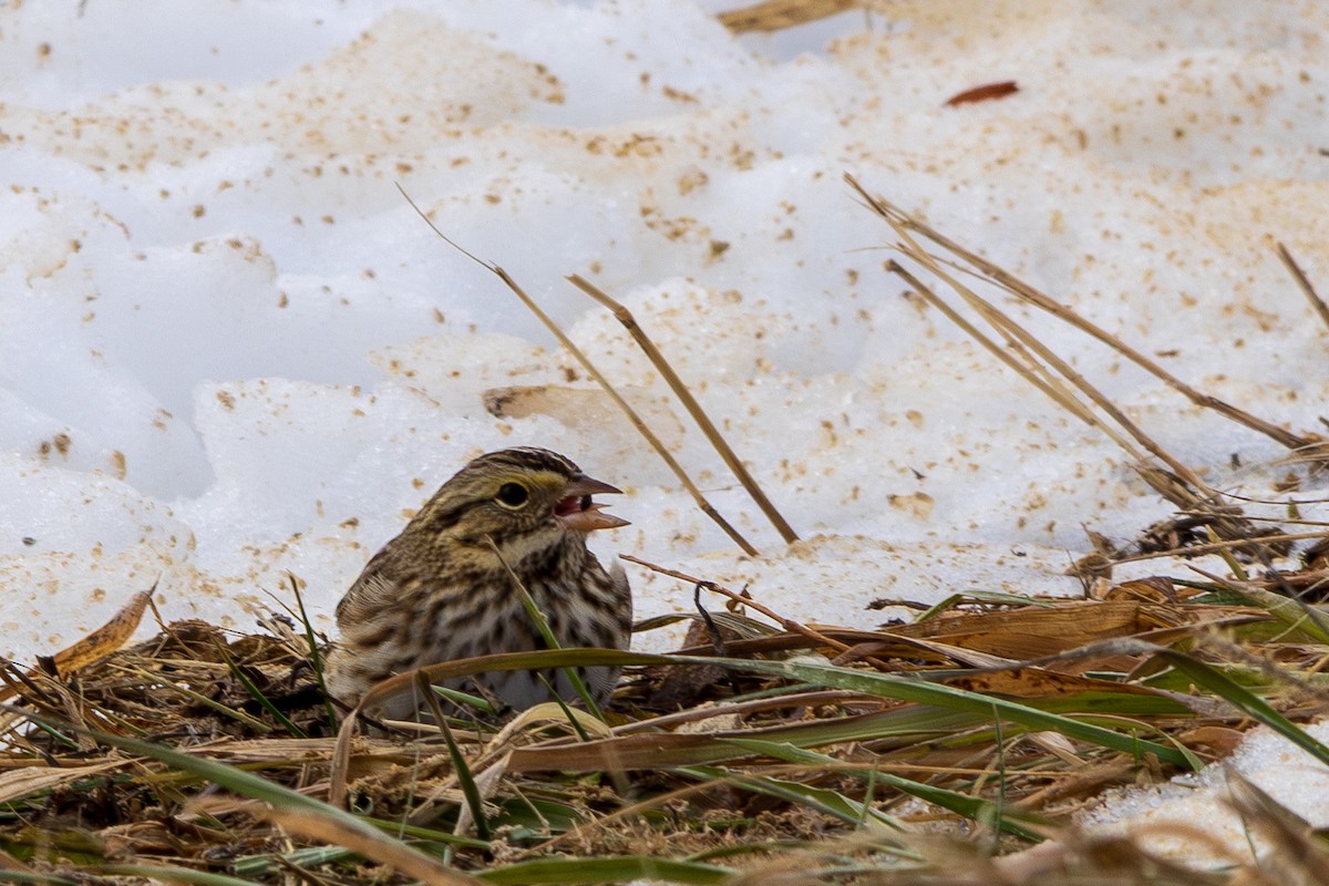 Savannah Sparrow - ML647122076