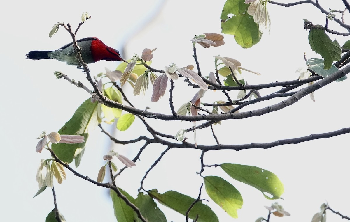 Crimson Sunbird - ML647122080