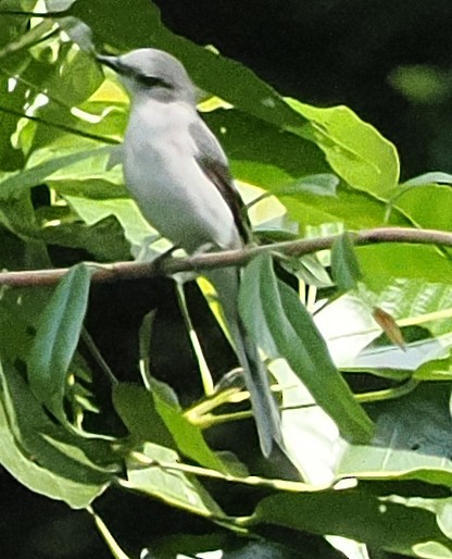 Minivet Ceniciento - ML647122083