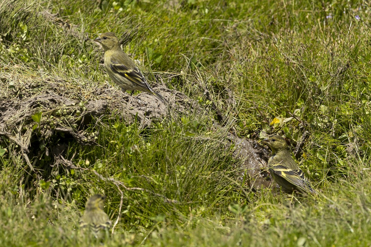 Bartzeisig - ML647122089