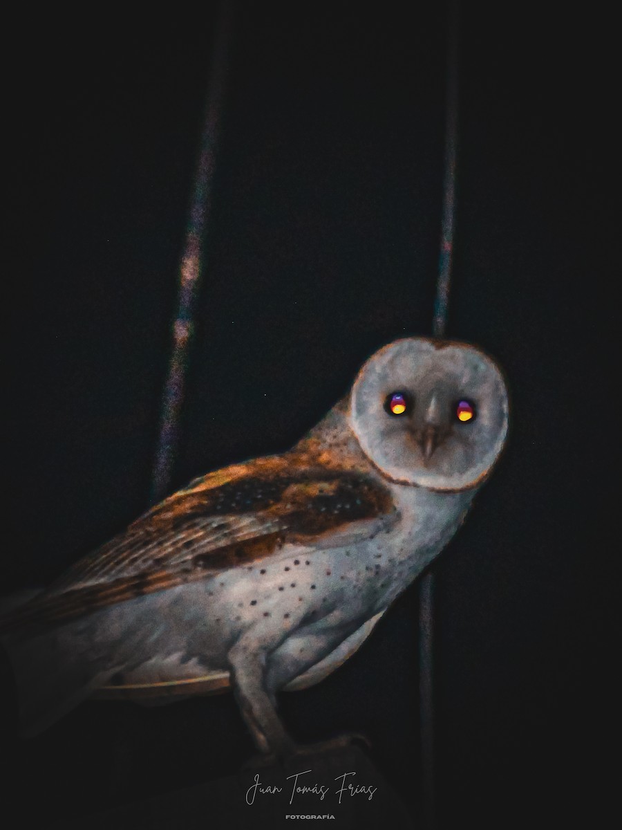 アメリカメンフクロウ - ML647122093