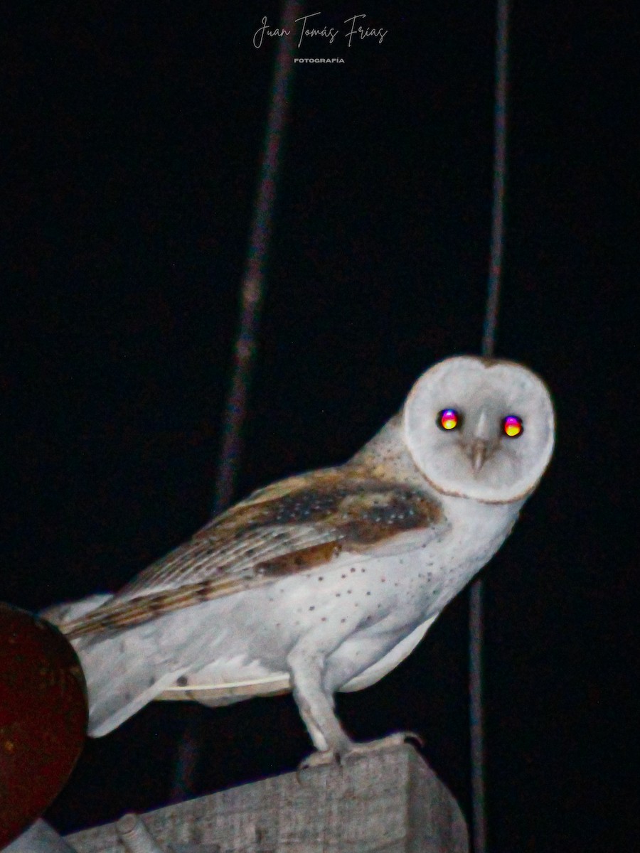 アメリカメンフクロウ - ML647122094