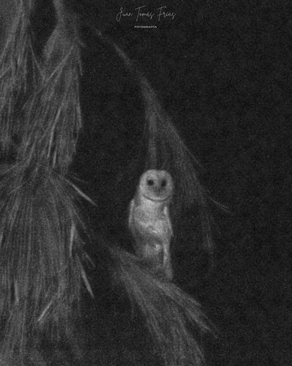 アメリカメンフクロウ - ML647122095