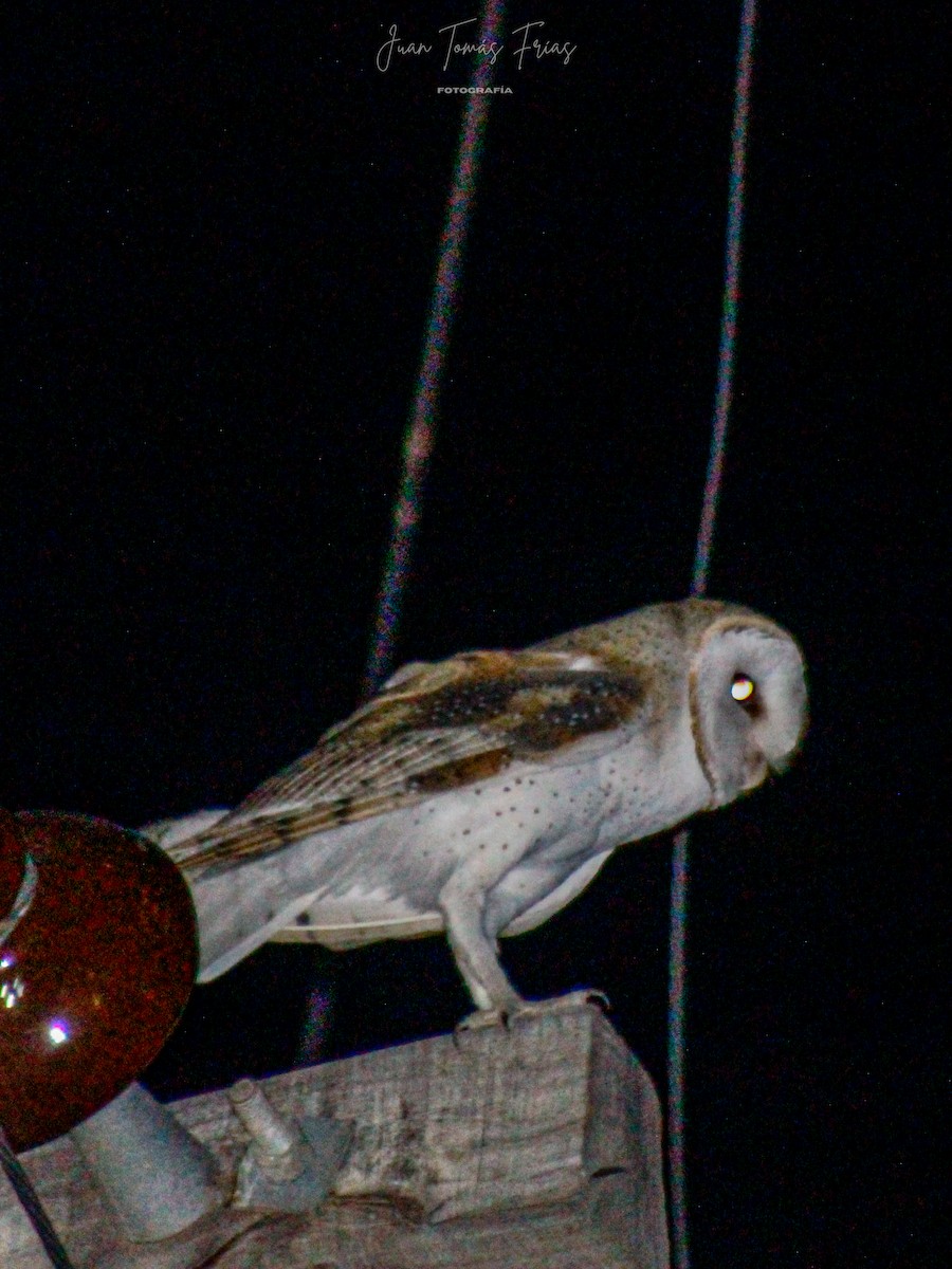 アメリカメンフクロウ - ML647122096