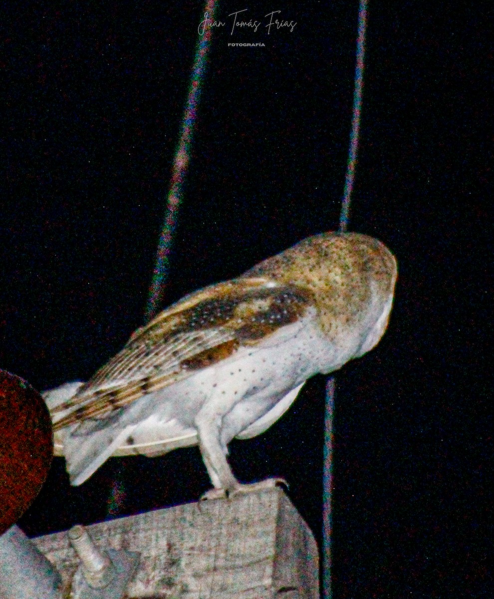 アメリカメンフクロウ - ML647122097