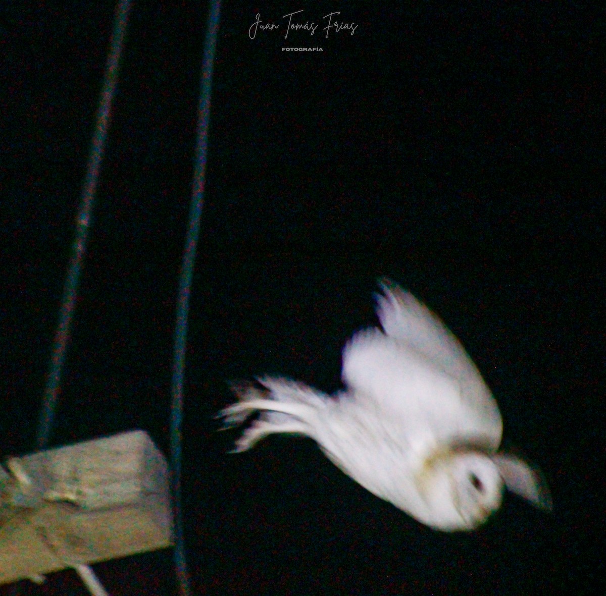 アメリカメンフクロウ - ML647122099