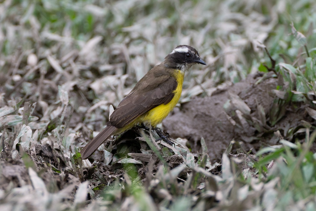 rustvingetyrann - ML647122107