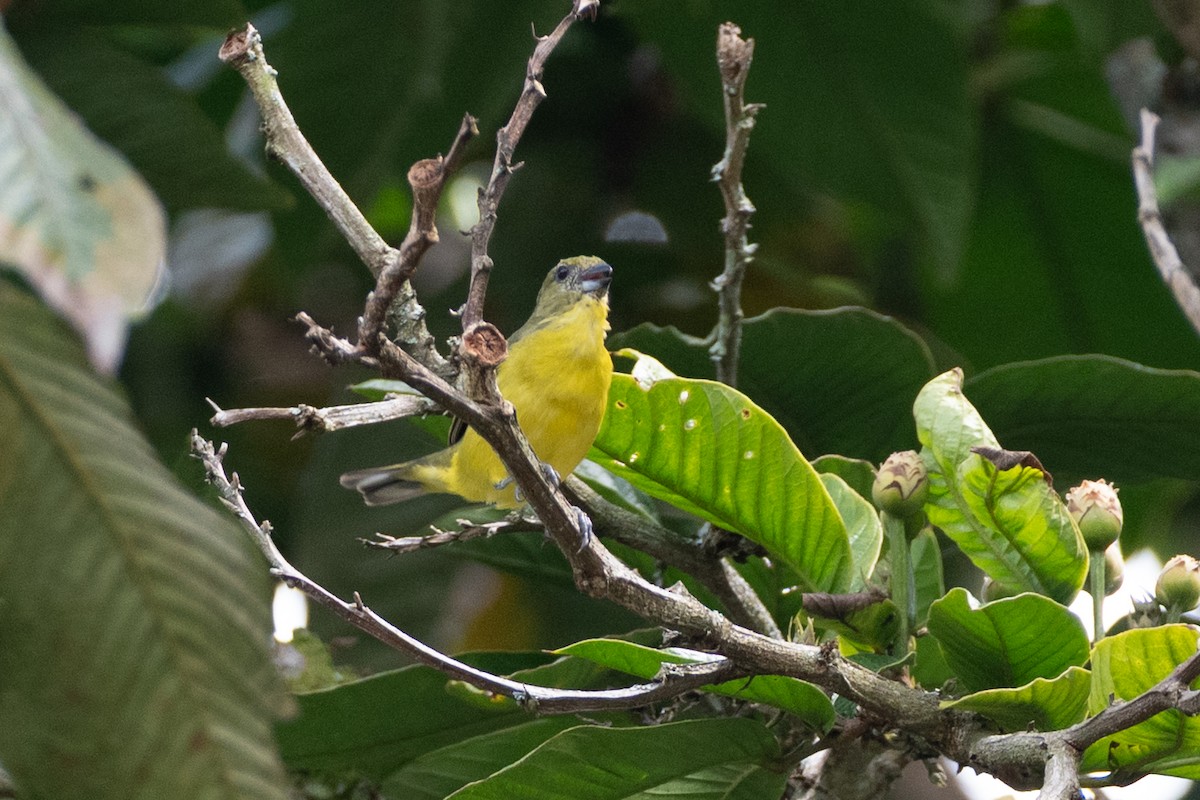 tykknebbeufonia - ML647122111