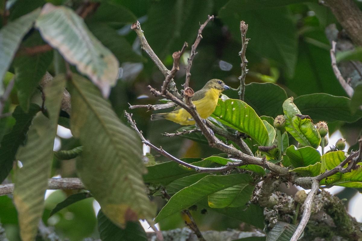 tykknebbeufonia - ML647122112