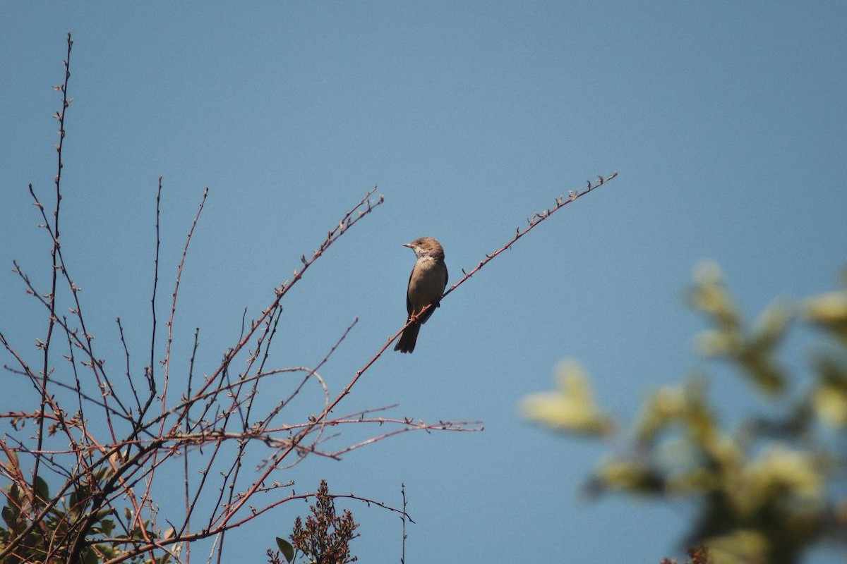Greater Whitethroat - ML647122113