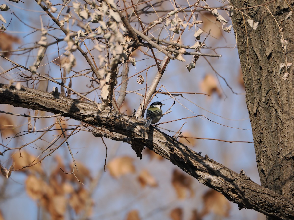 Asian Tit - ML647122116