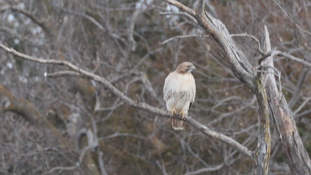 Red-tailed Hawk - ML647122117