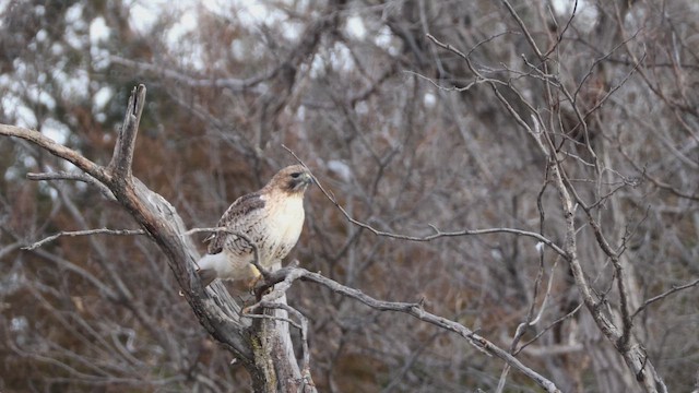 Red-tailed Hawk - ML647122118