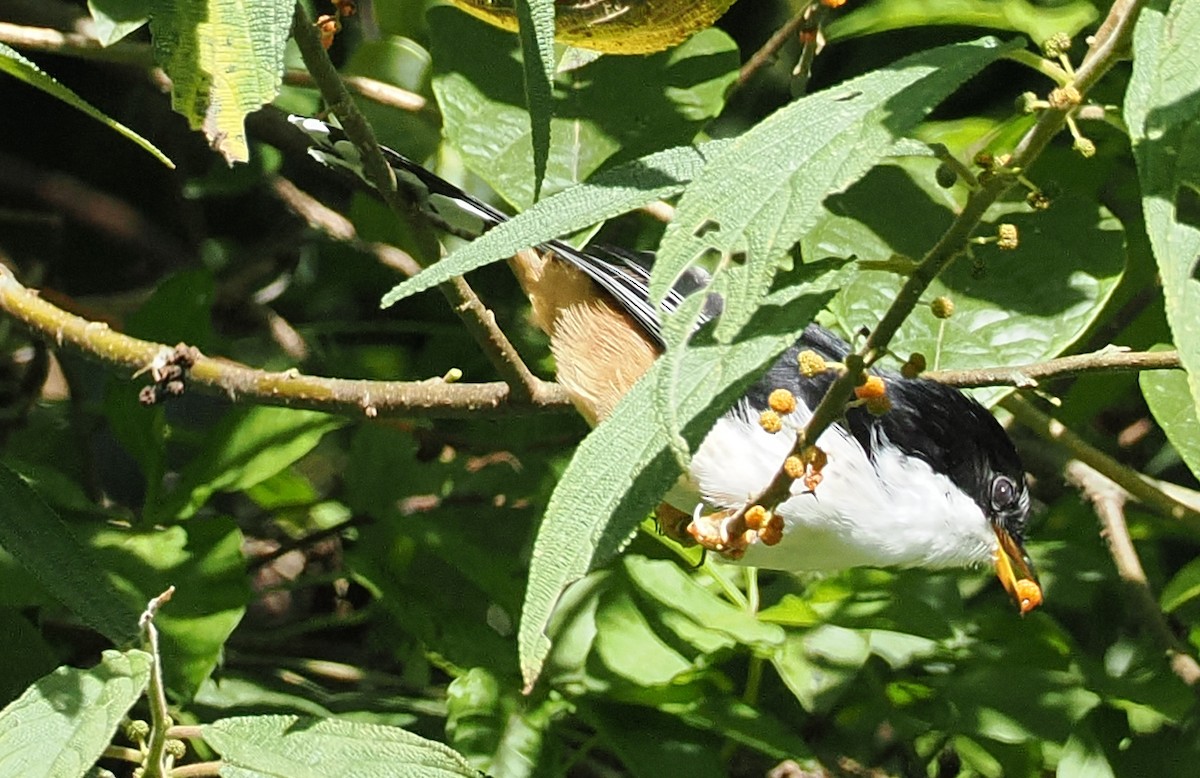 Rufous-backed Sibia (Dalat) - ML647122121