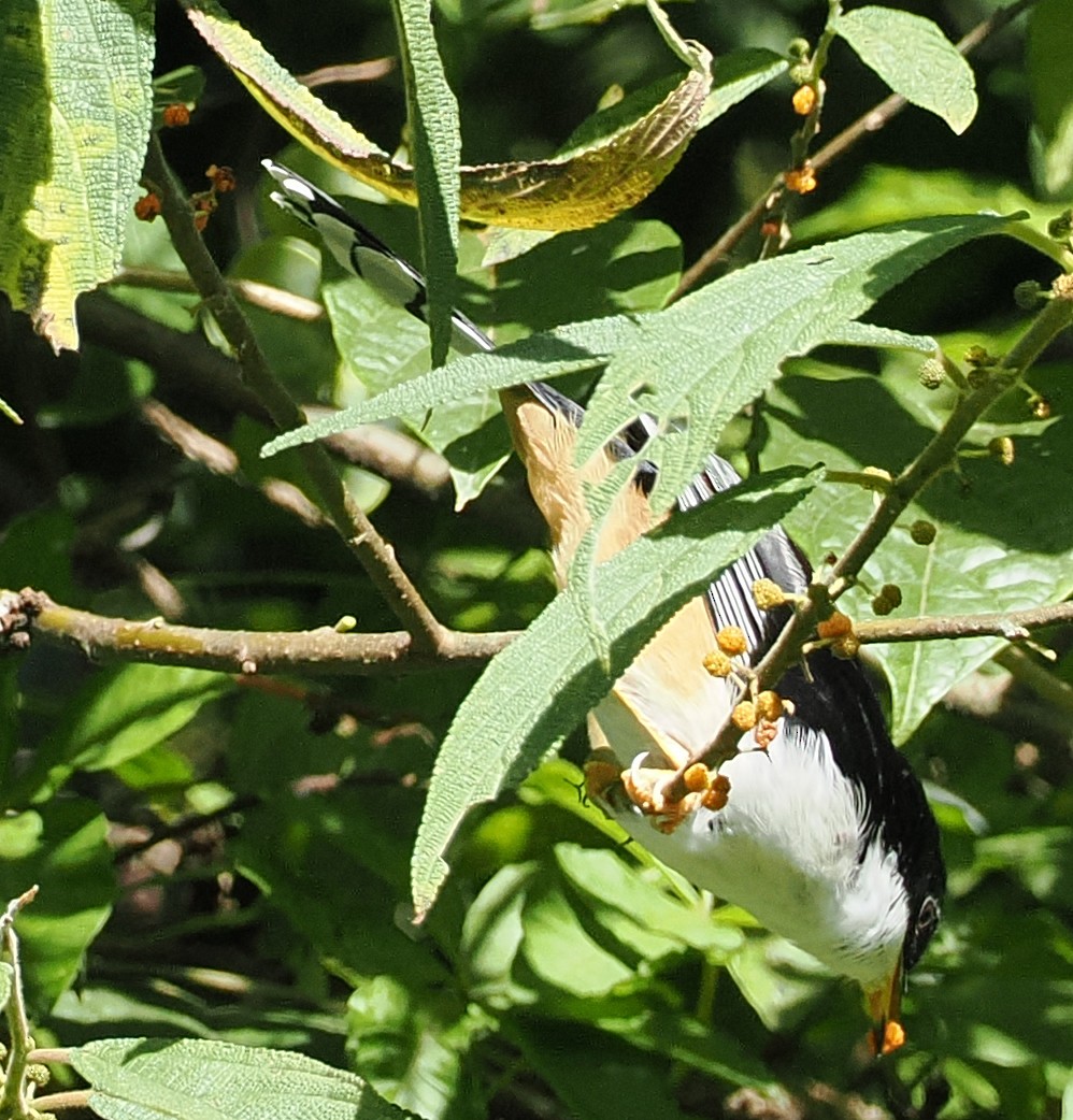 Rufous-backed Sibia (Dalat) - ML647122122
