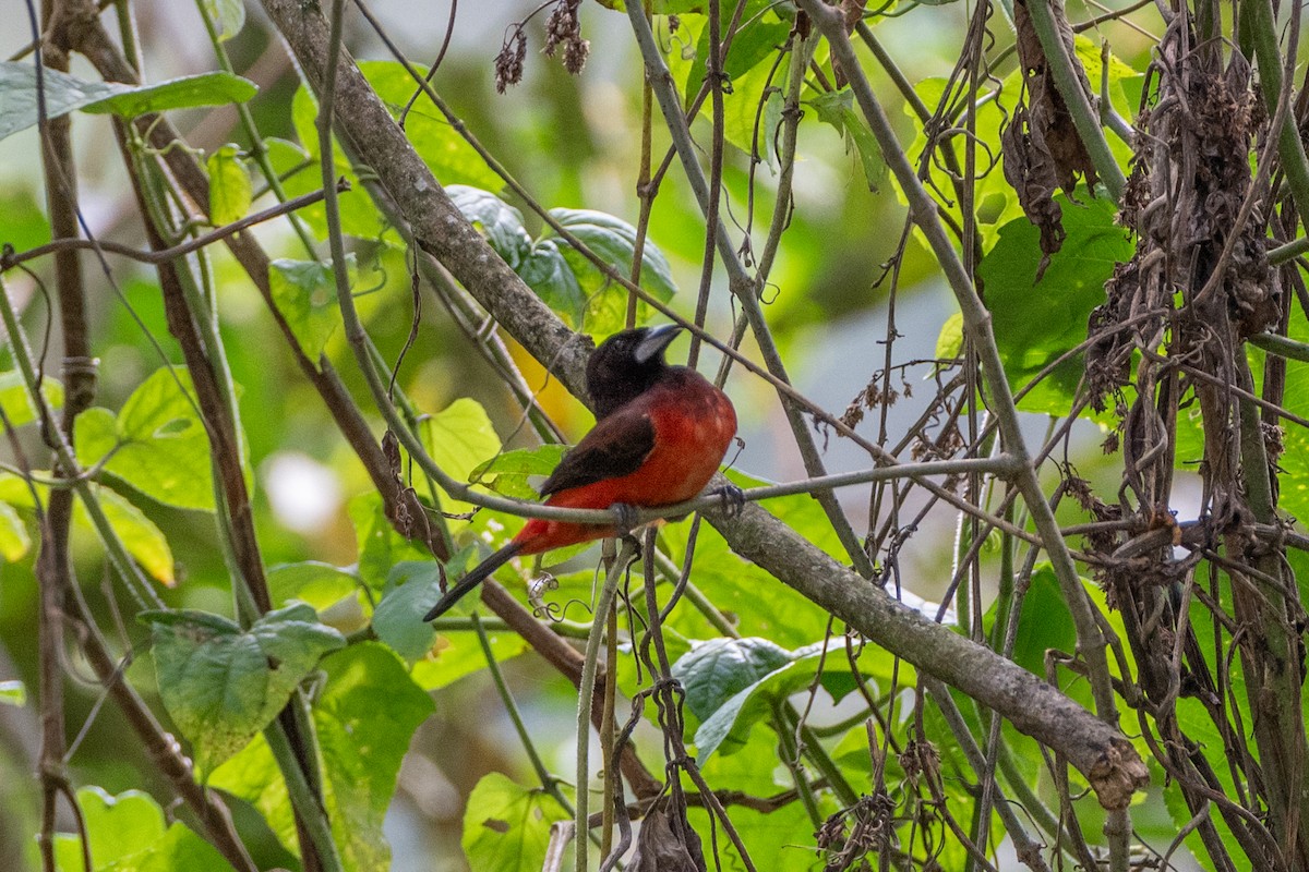 karmingumptanagar - ML647122126