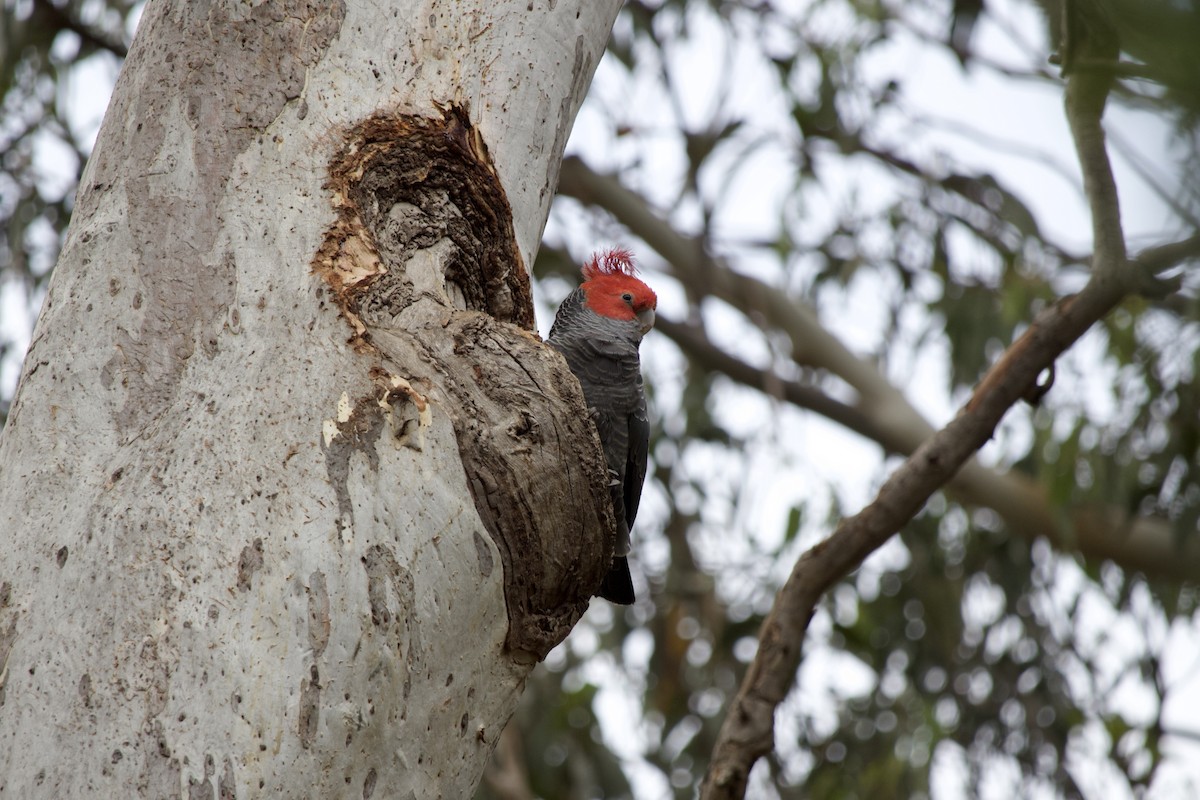 Gang-gang Cockatoo - ML647122133