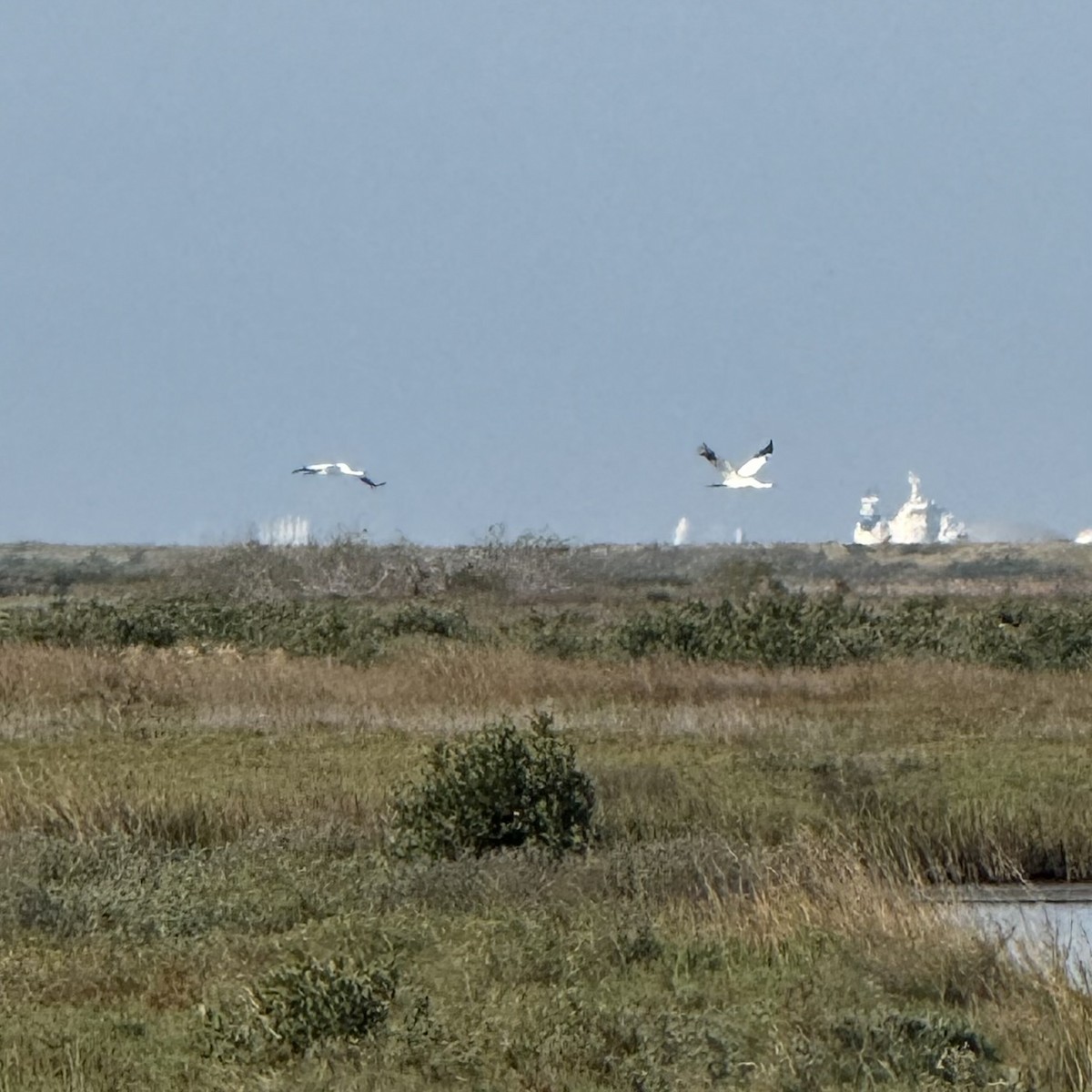 jeřáb americký - ML647122135