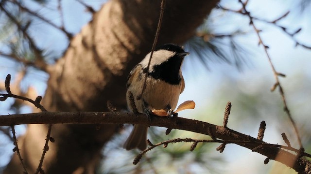 ירגזי שחור - ML647122144
