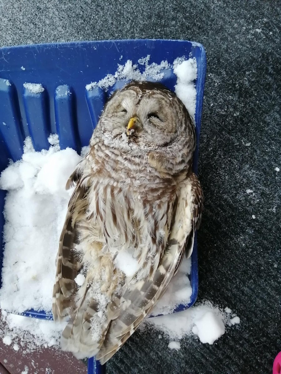 Barred Owl - ML647122146