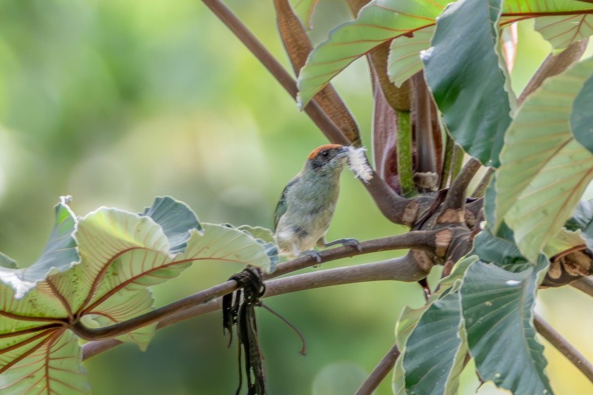 krattanagar - ML647122149