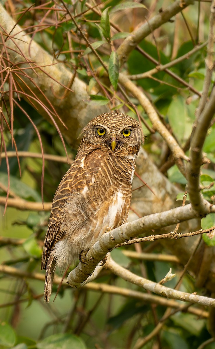 Кукушковый сычик - ML647122150