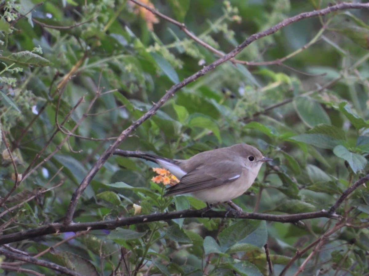 Taiga Flycatcher - ML647122159