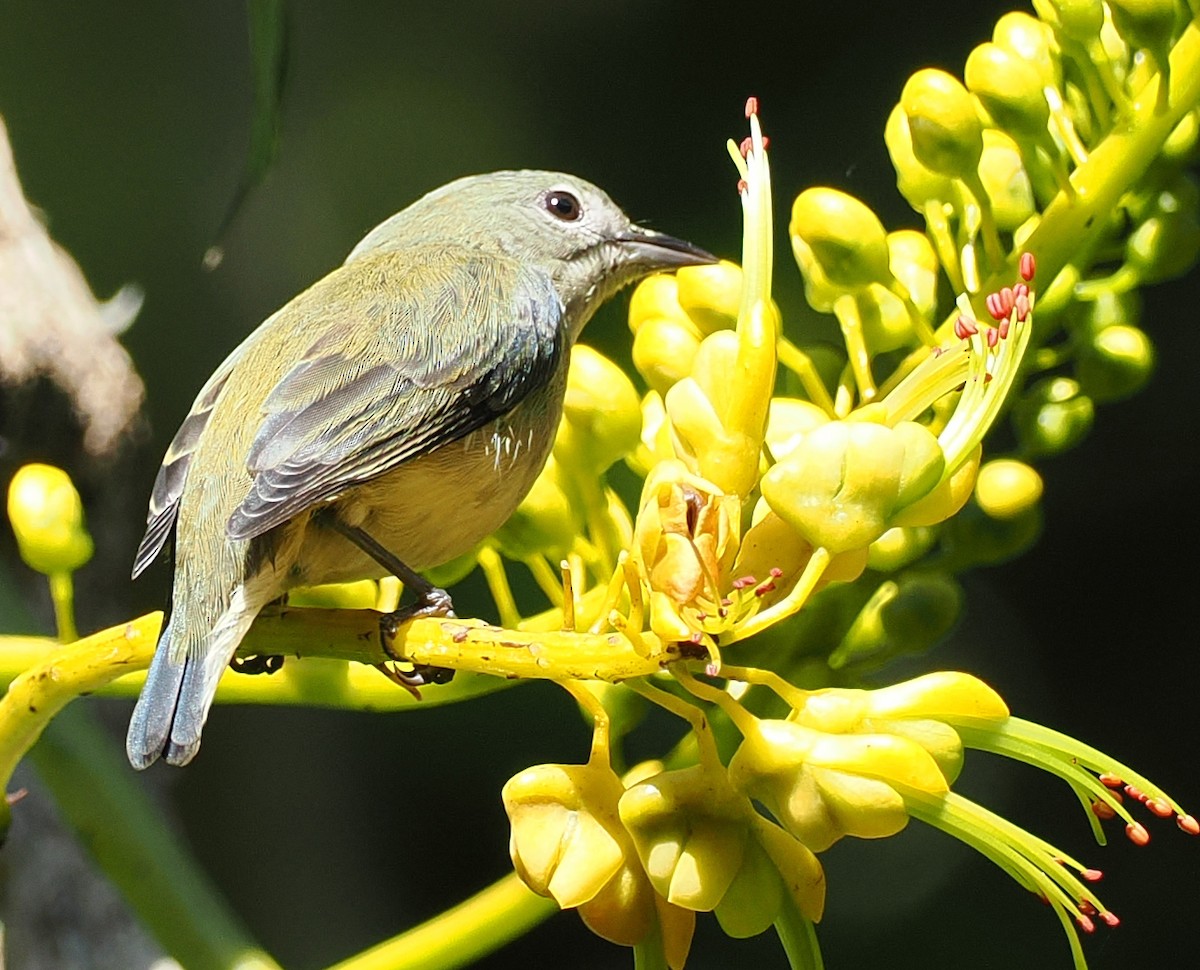Fire-breasted Flowerpecker - ML647122162