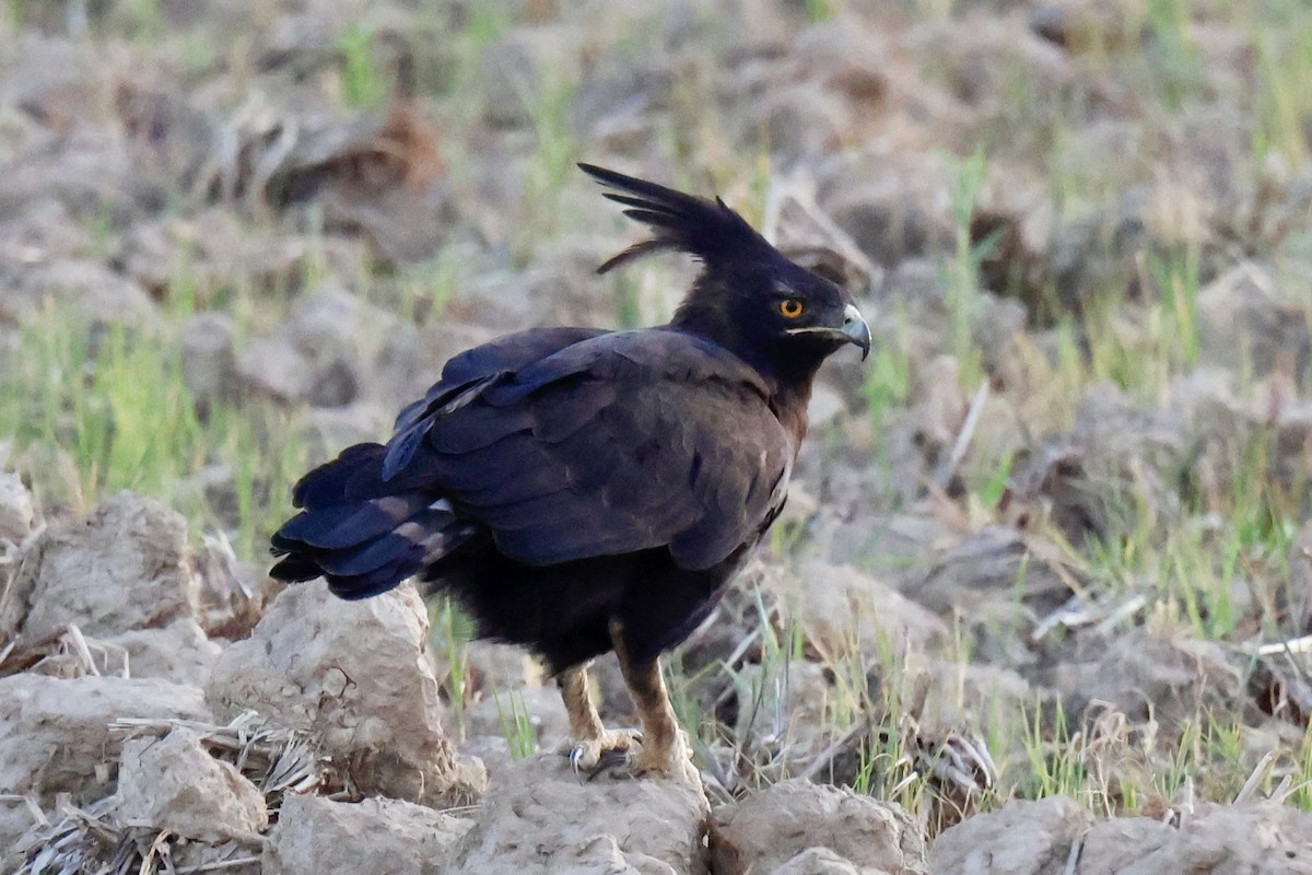 Long-crested Eagle - ML647122179