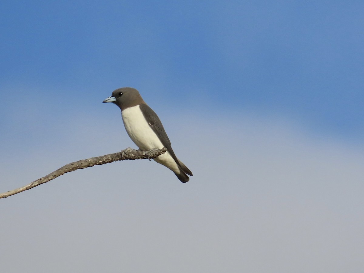 White-breasted Woodswallow - ML647122191