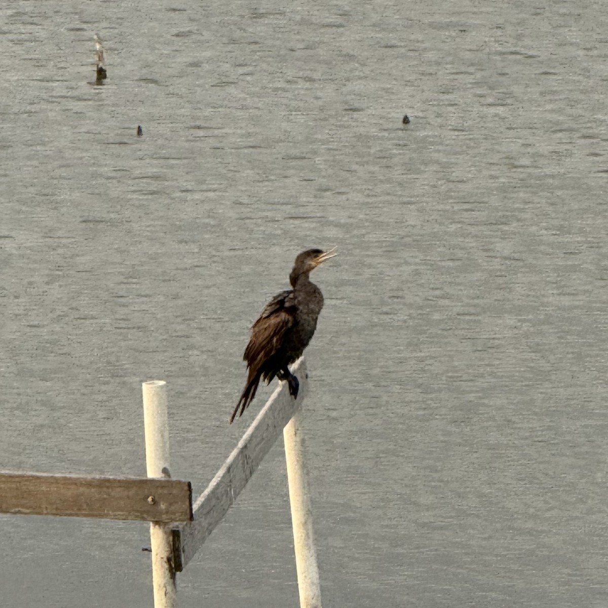 Neotropic Cormorant - ML647122195