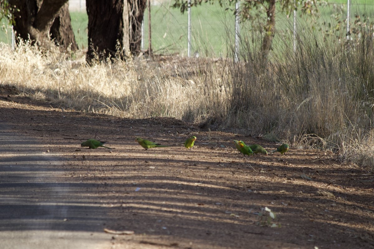 Superb Parrot - ML647122196