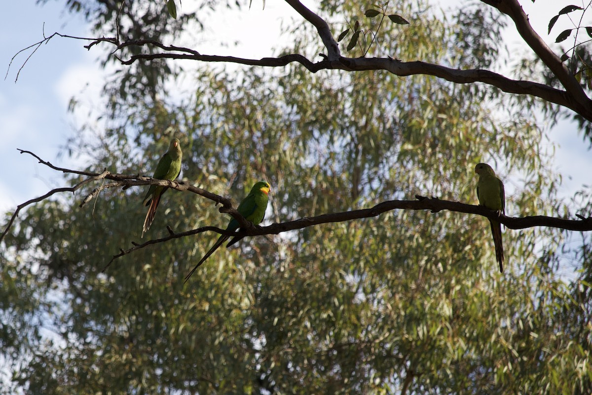 Superb Parrot - ML647122197