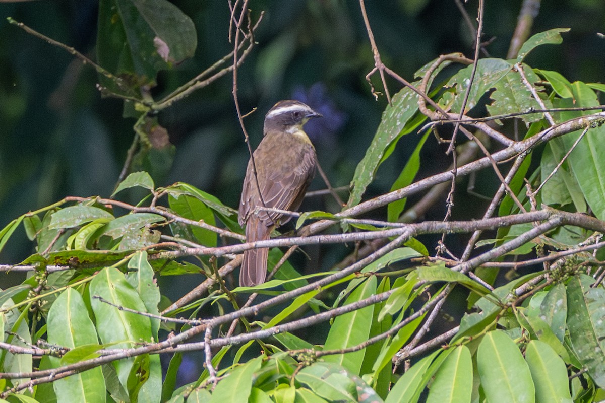 rustvingetyrann - ML647122212