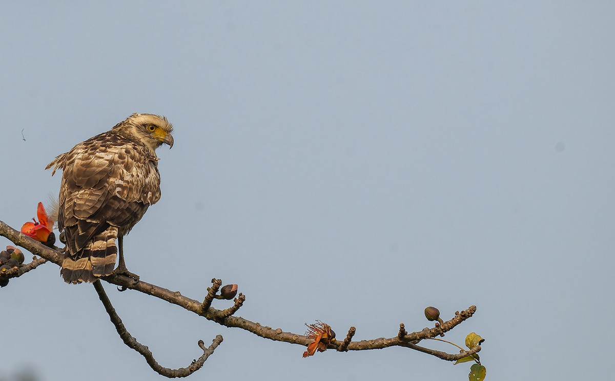 Culebrera Chiíla - ML647122213