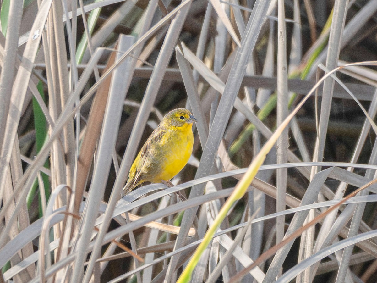 Kurzschnabel-Gilbtangare - ML647122218