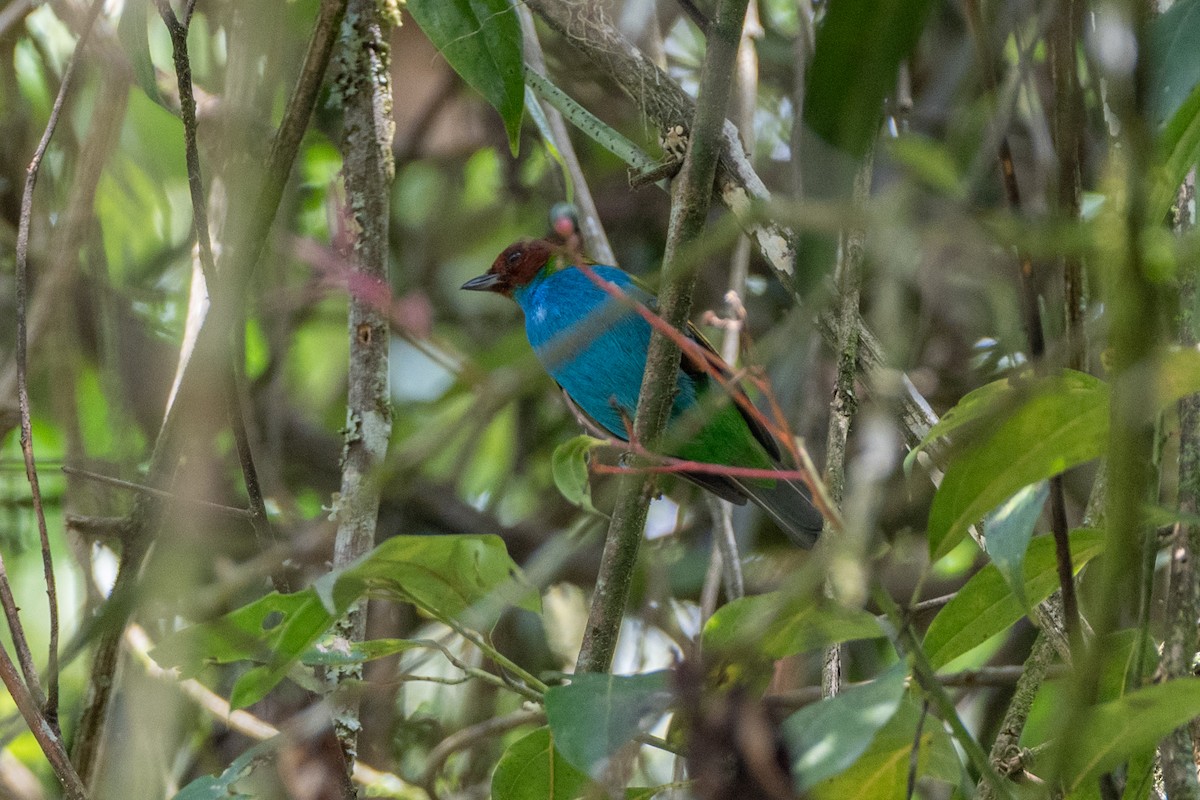 brunhodetanagar (albertinae gr.) - ML647122221