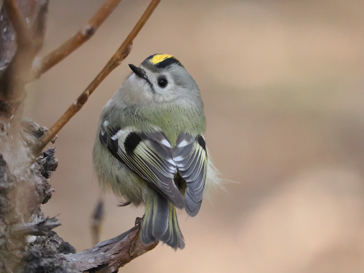 Goldcrest - ML647122234