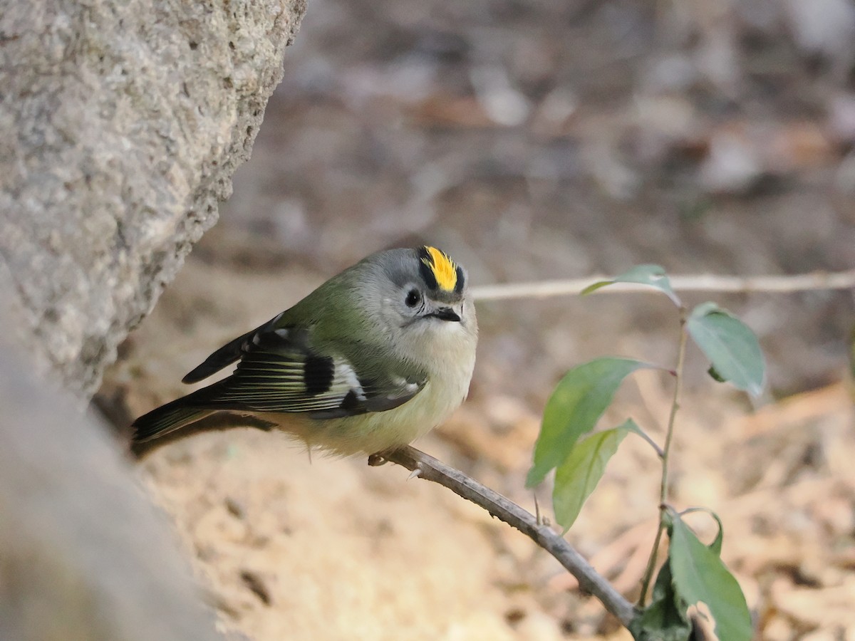 Goldcrest - ML647122235