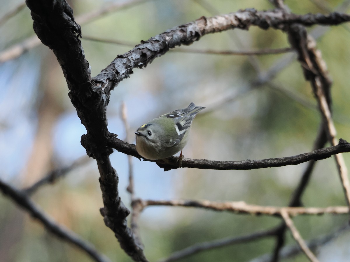 Goldcrest - ML647122237