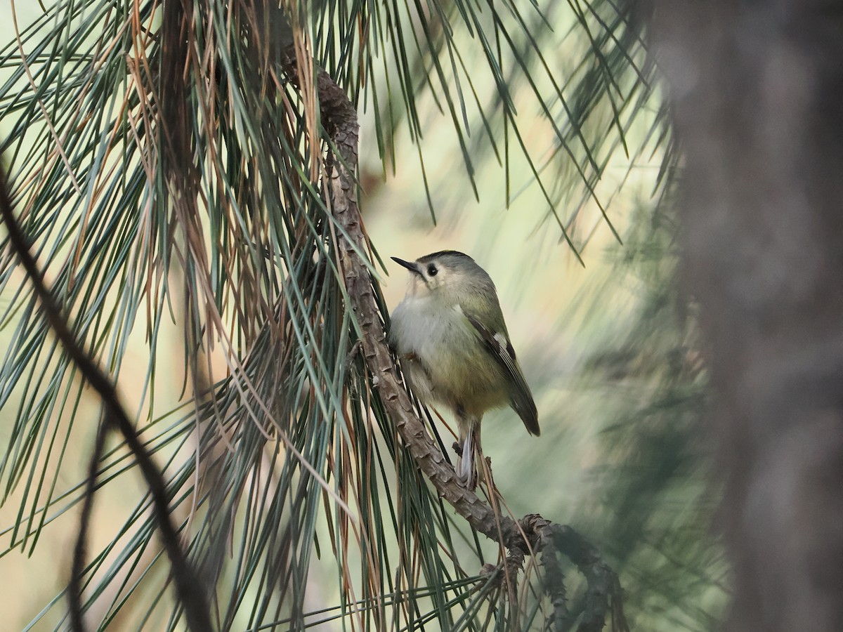 Goldcrest - ML647122238