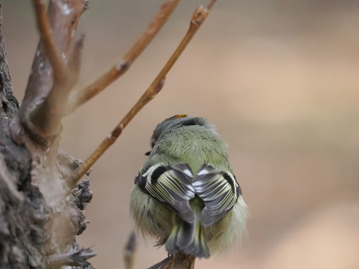 Goldcrest - ML647122239