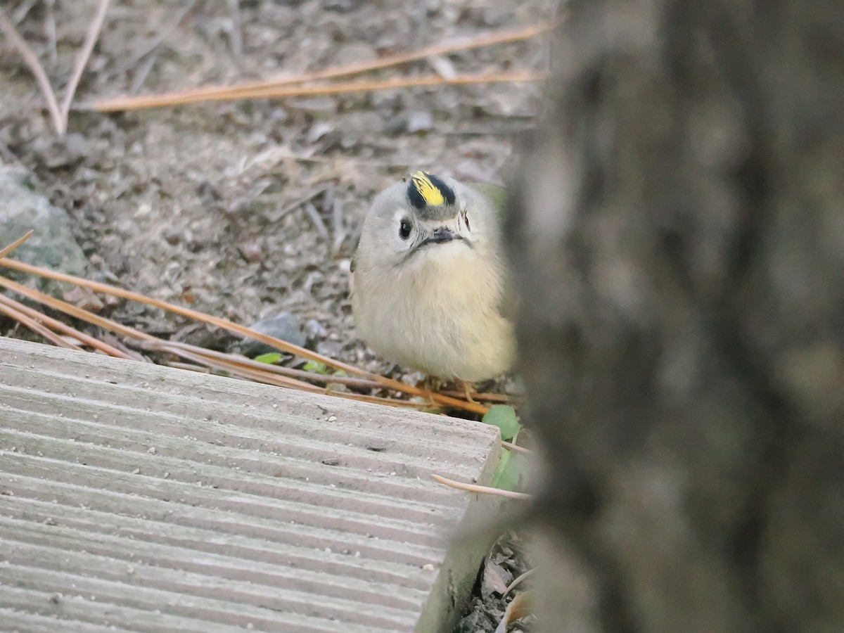 Goldcrest - ML647122240
