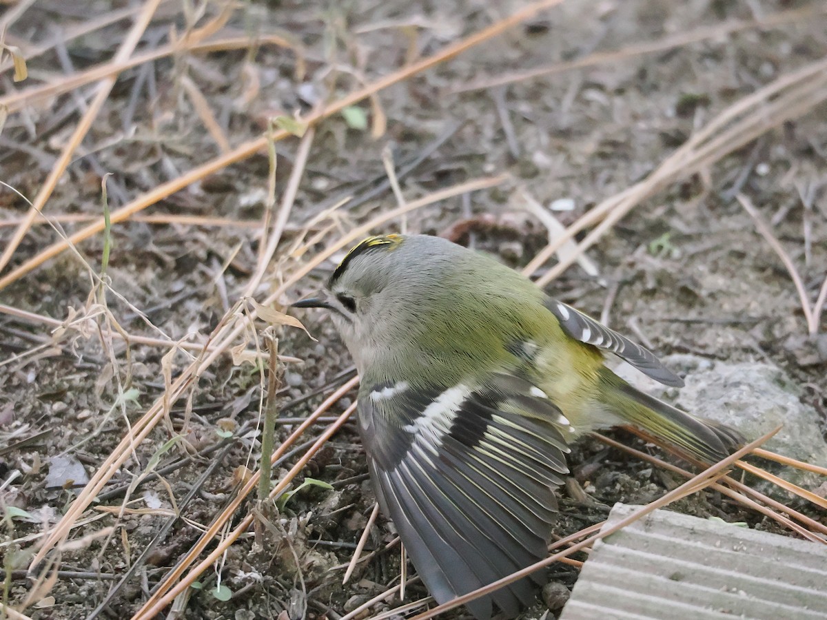 Goldcrest - ML647122241