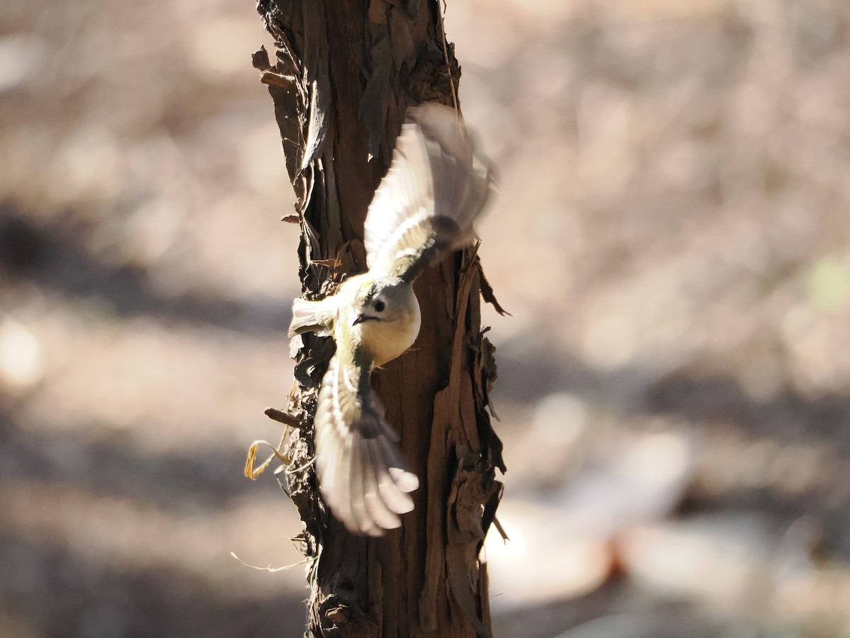 Goldcrest - ML647122242