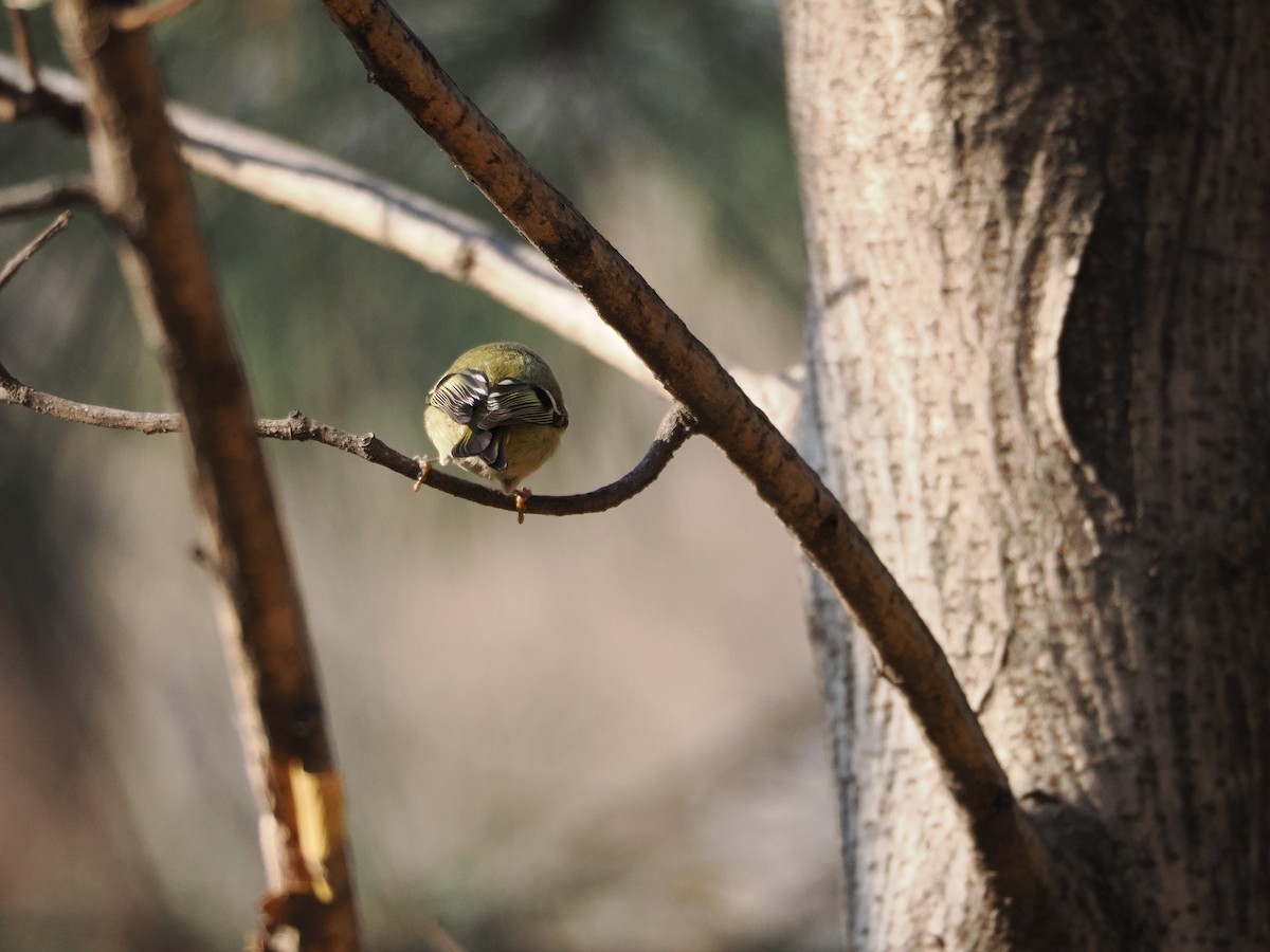 Goldcrest - ML647122243