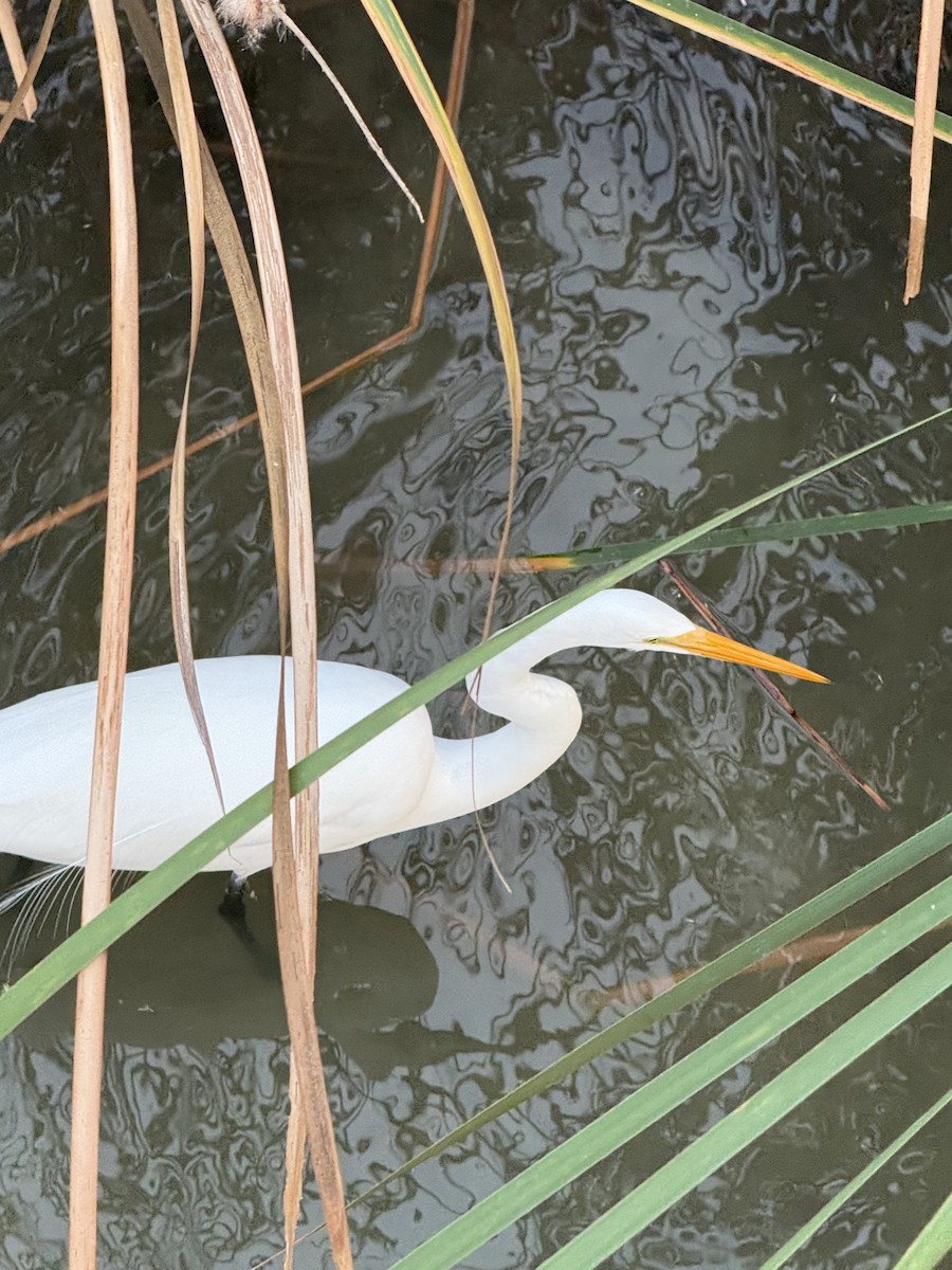 Koartza zuria - ML647122248