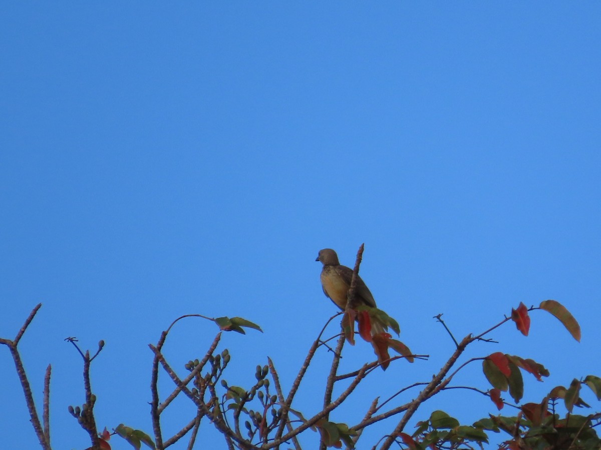Fawn-breasted Bowerbird - ML647122256