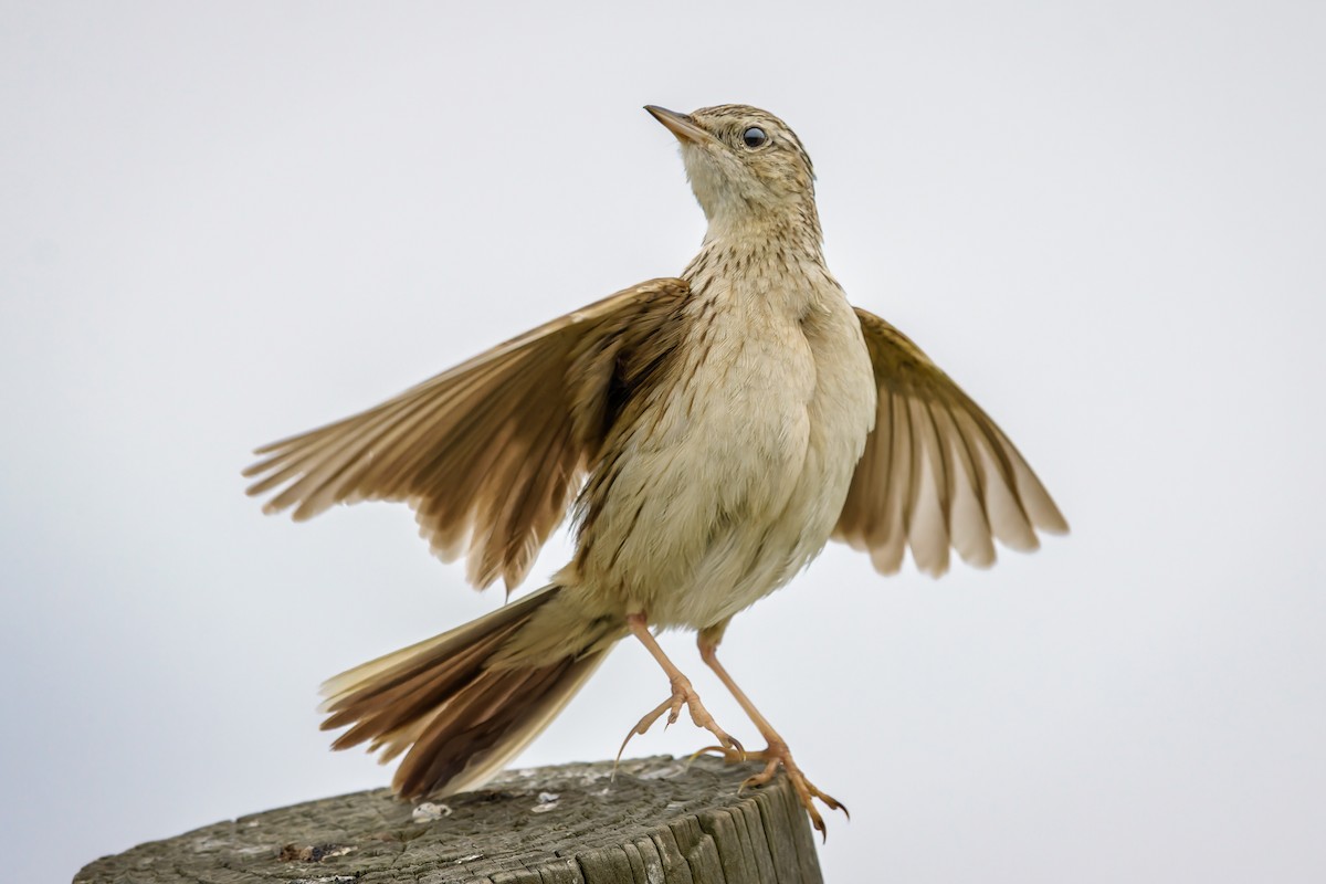 Hellmayrpieper - ML647122258