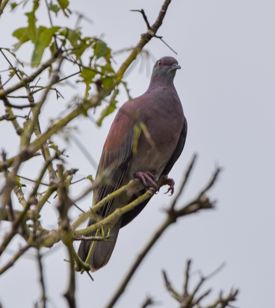 Pale-vented Pigeon - ML647122281
